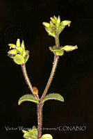 VWS037 Cerastium glomeratum.jpg