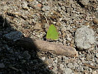 ADJ0172 Cyanophrys longula.jpg