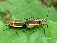 BGG025 Dysdercus obscuratus.JPG