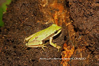 NLMM003 Dryophytes plicatus.JPG