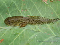 VHL0533 Lithobates catesbeianus.jpg