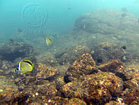 ALCM029 Johnrandallia nigrirostris.JPG