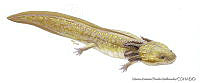 MAPM0727 Ambystoma ordinarium.jpg