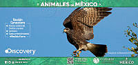 VALLA45X21_GAVILAN_CARACOLERO.jpg