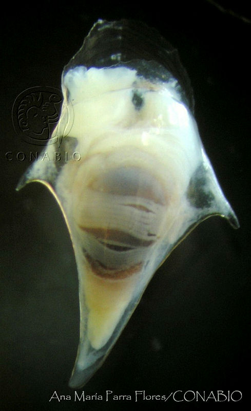 AMPF0041%20Cavolinia%20inflexa.jpg.rSftg7T8Mb1z2zVhQA3g0JtbmFja29CbnFuZ3NAbXJ6LGtwZwA.QB02yHK9fg