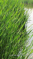 3R 01329 Typha latifolia.jpg