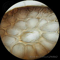 RYP0022 Pterosiphonia baileyi.jpg
