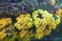 CNS1089 Tubastrea coccinea.jpg