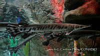 LCF0408 Lepisosteus sp..jpg