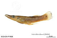 ME006 Peces 047 Belonesox belizanus.jpg