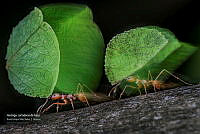 VNN6 013 Hormigas cortadoras de hojas.jpg
