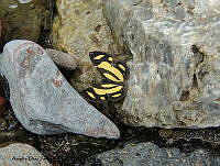 ADJ0020 Baeotis zonata ssp. zonata.jpg
