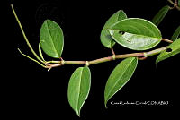 Zongo 0332 Peperomia granulosa Trel..jpg