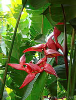 CGL1151 Heliconia sp..jpg