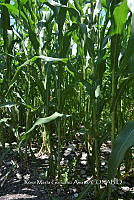 SG019 0300 Zea mays.jpg