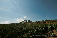 IDG0828 Opuntia sp..jpg