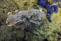 SMM023 Helioseris cucullata.jpg