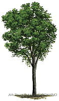 ADDLT0014 Laguncularia racemosa.JPG