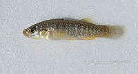 HE009 P 0114 Fundulus sp.jpg