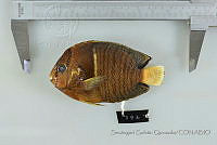 SGQ1241 Holacanthus passer.jpg