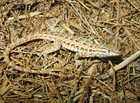 LCM0122 Uta stansburiana.jpg