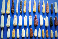 FGM0001 Zea mays.JPG