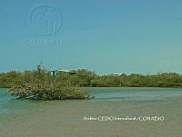 NBA0095 Avicennia germinans.JPG