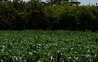 FBA0834 Zea mays.jpg