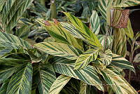 IMDOC 5787 Alpinia zerumbe.jpg