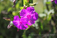 MHSO55 Mirabilis jalapa.jpg
