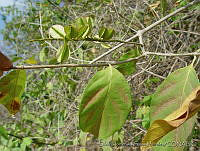 SHSM0020 Combretum fruticosum.jpg