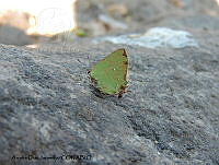 ADJ0124 Cyanophrys longula.jpg