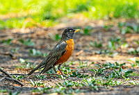 SM0658 Turdus migratorius.jpg