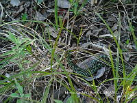 MAG001 Drymobius margaritiferus.JPG