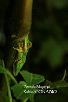 MN6PG0197 Agalychnis dacnicolor.jpg
