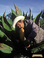 4. ARS00030 Agave salmiana copia.JPG