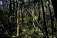 MASM00566  Sierra Gorda, Querétaro.jpg