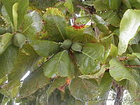 JRBBBK031-78 Terminalia catappa.jpg