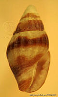 MRyRR0020 Anachis pygmaea.jpg