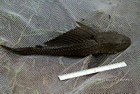 LI006 024 Pterygoplichthys disjunctivus.jpg