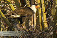 25_VHL0411 Caracara cheriway.jpg