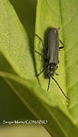 SM0299 Polemius laticornis.jpg