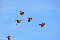 HJ6- 0350- Numenius phaeopus.jpg