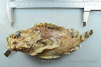 RQTG2309 Scorpaena mystes.jpg