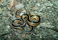 LCM0153 Coniophanes schmidti.jpg