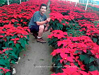 CM2 0068 Cultivo de flor de nochebuna.jpg