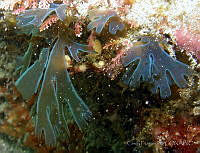 CF007 Dictyota flabellata.jpg