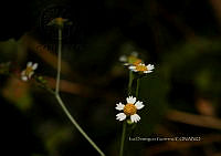 IDG1797 Galinsoga parviflora.jpg