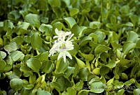 032 Eichhornia crassipes.jpg
