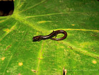JLALyEPA0022 Thorius pennatulus.jpg